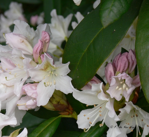 Bois des Moutiers (40) Mai 2012